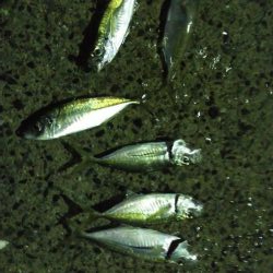 プラグでアジング