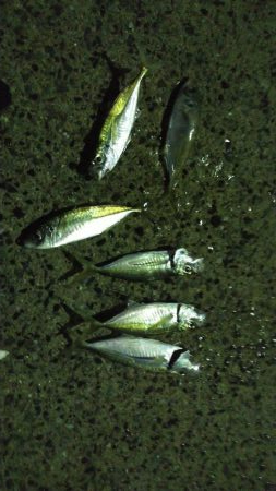 プラグでアジング