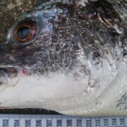 釣りデビュー　118日目