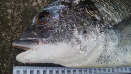 釣りデビュー　118日目