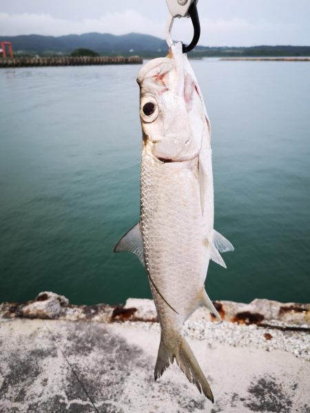 夕方にターポン