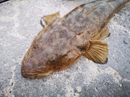 今日はマゴチも釣れました