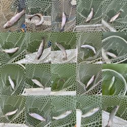 岸和田フィッシングパーク　そろそろ数釣りは難しい