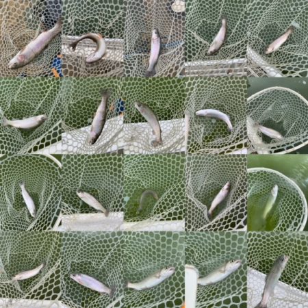 岸和田フィッシングパーク　そろそろ数釣りは難しい