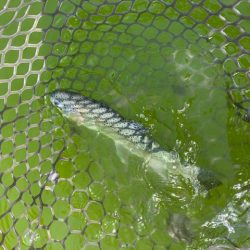 初服部緑地公園