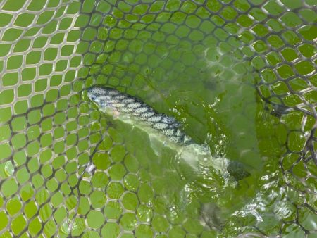 初服部緑地公園