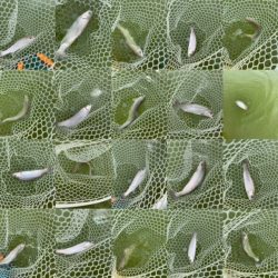 岸和田フィッシングパーク  好調キープ