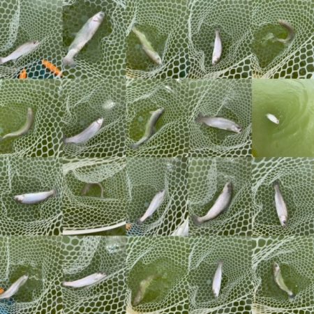 岸和田フィッシングパーク  好調キープ