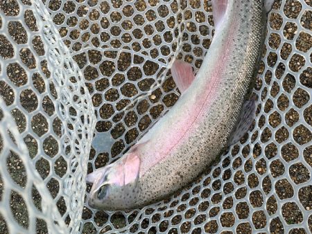 岸和田フィッシングパーク 好調維持