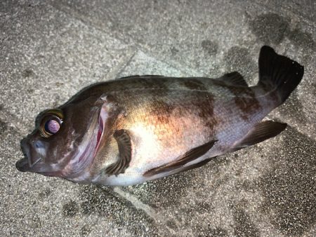 そろそろメバルの時期