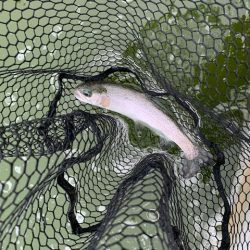 プールトラウト