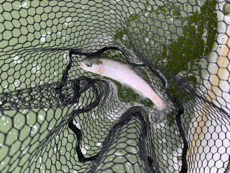 プールトラウト