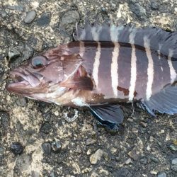 良型アジ、メバル、ヒイラギ