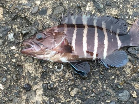 良型アジ、メバル、ヒイラギ