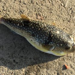 アジ48匹、ヒイラギ17匹、フグ1匹