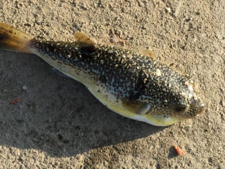 アジ48匹、ヒイラギ17匹、フグ1匹