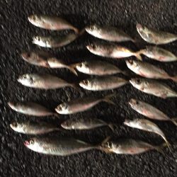 良型アジ含む20匹