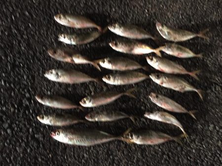 良型アジ含む20匹