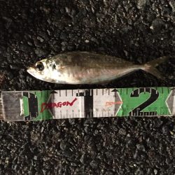 アジ良型（27㎝）を含む20匹