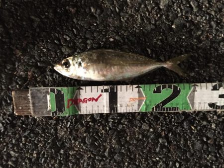 アジ良型（27㎝）を含む20匹