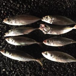 タチウオ2匹、アジ8匹