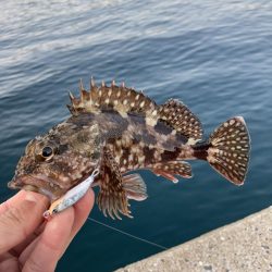 A.P.Pフィッシングガイドサービス メタルトスでRIDEON!