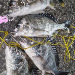 オールイエロー(笑)