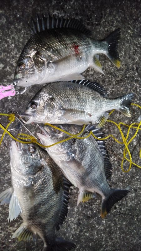 オールイエロー(笑)