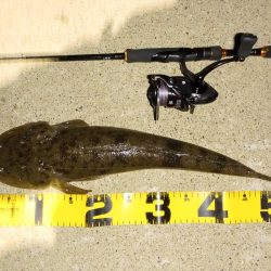 今期初のチニング