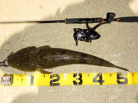 今期初のチニング