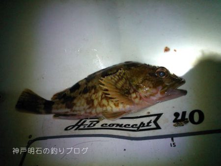 カサゴ釣り