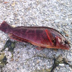 ファミリーフィッシング