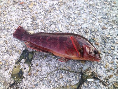 ファミリーフィッシング