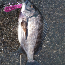 チヌがはいってきた！