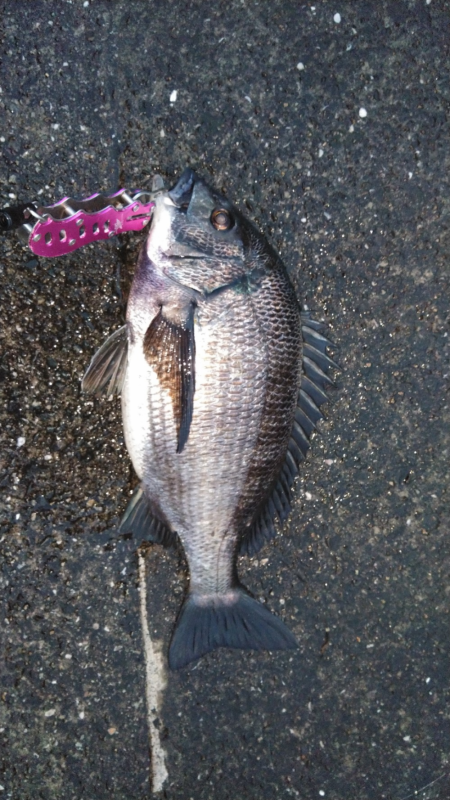 チヌがはいってきた！