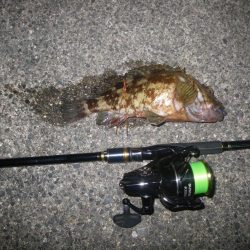 カサゴ釣り