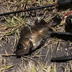 シーバスが邪魔をして、1匹だけ