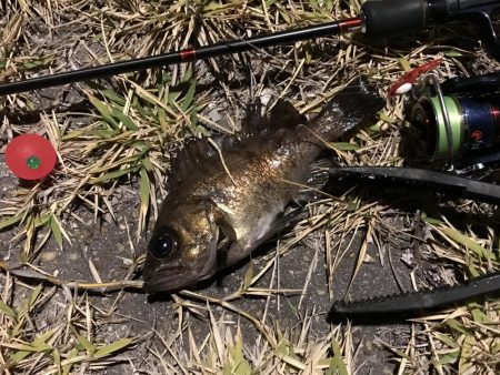 シーバスが邪魔をして、1匹だけ