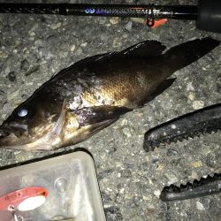 急遽メバル狙い