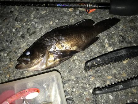 急遽メバル狙い