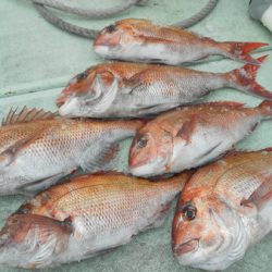 こうゆう丸 釣果