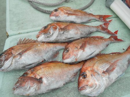 こうゆう丸 釣果