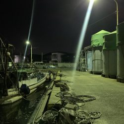 メバルプラッキング15