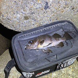 東二見人口島メバル爆釣！