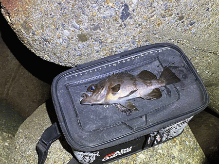 東二見人口島メバル爆釣！