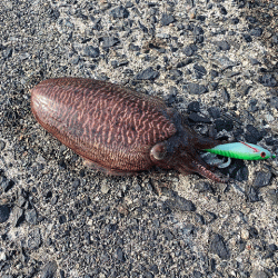 コウイカ釣り