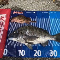 チヌ・アイナメ・カサゴ