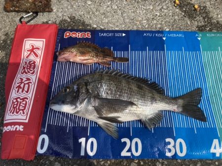 チヌ・アイナメ・カサゴ