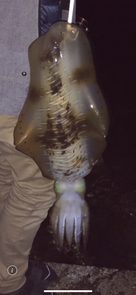 エギング、ヤエン