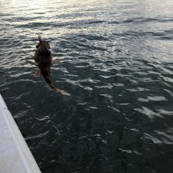 シーサイドコスモ　メバリング